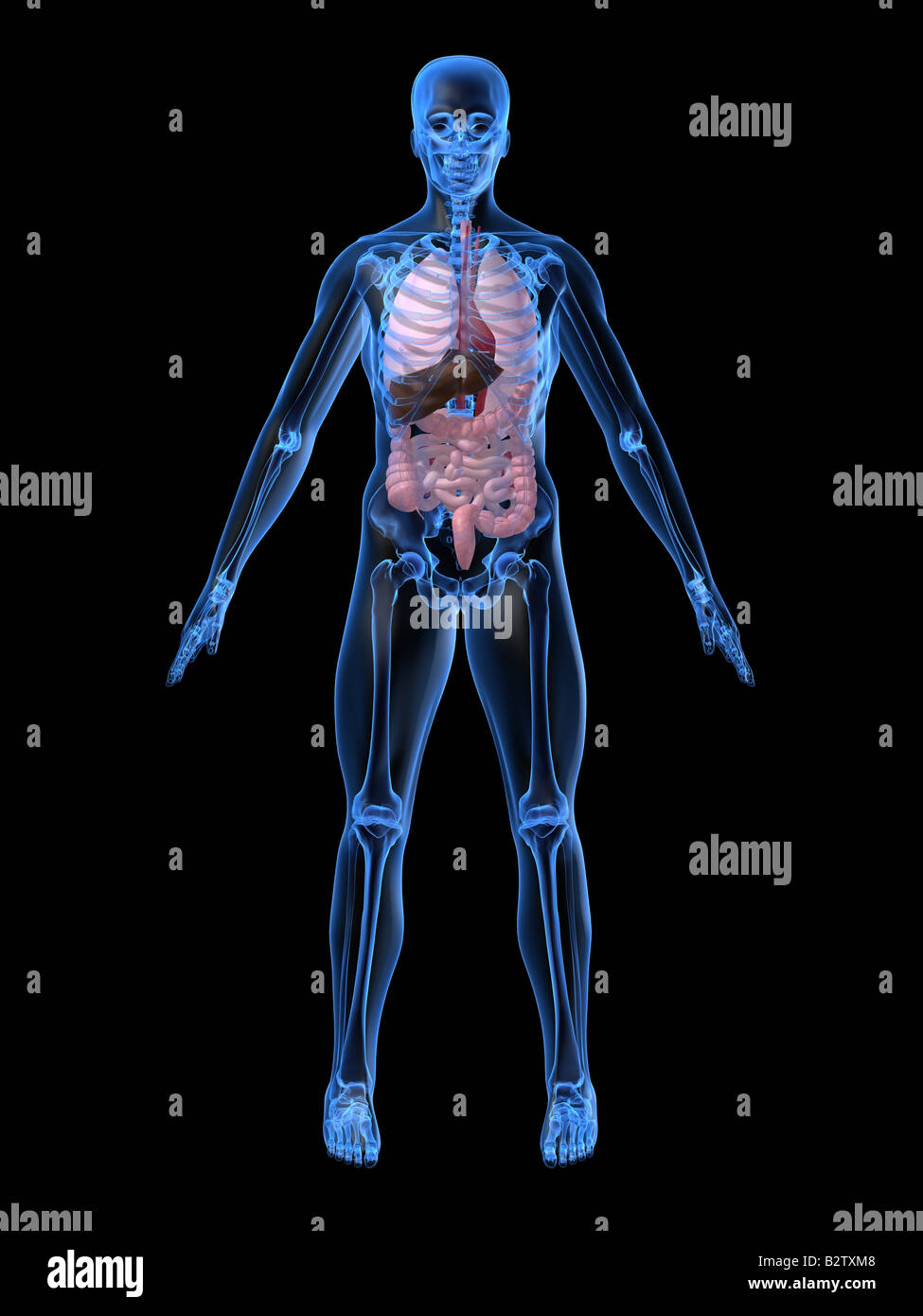 Anatomie des Menschen Stockfoto