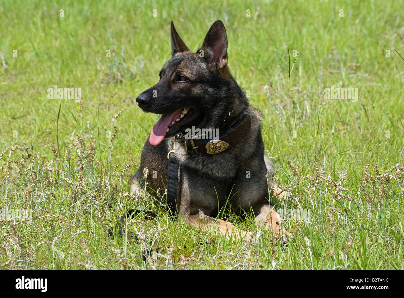Police K-9 Officer Grady bei Polizei K 9-Demo an fair Gainesville Florida Stockfoto