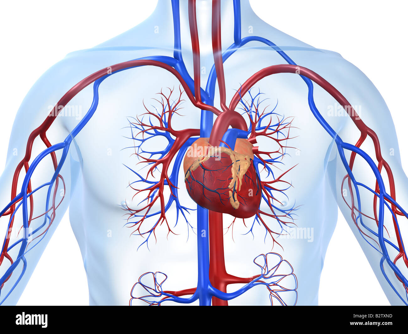 Herz kreislauf system -Fotos und -Bildmaterial in hoher Auflösung – Alamy
