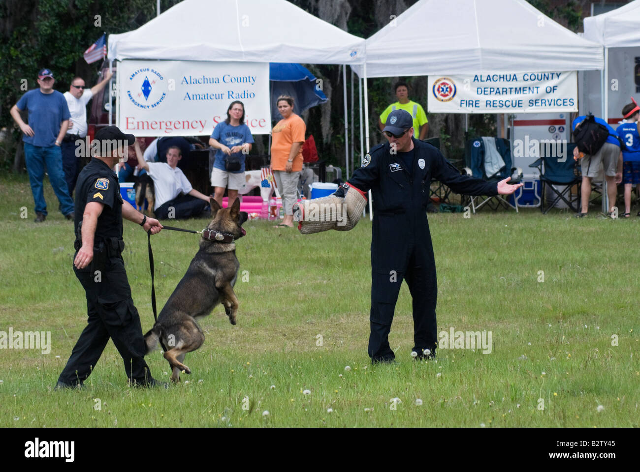 Polizist K 9 Grady Angriffe Flüchtling an Polizei K 9 Demonstration am fairen Gainesville Florida Stockfoto
