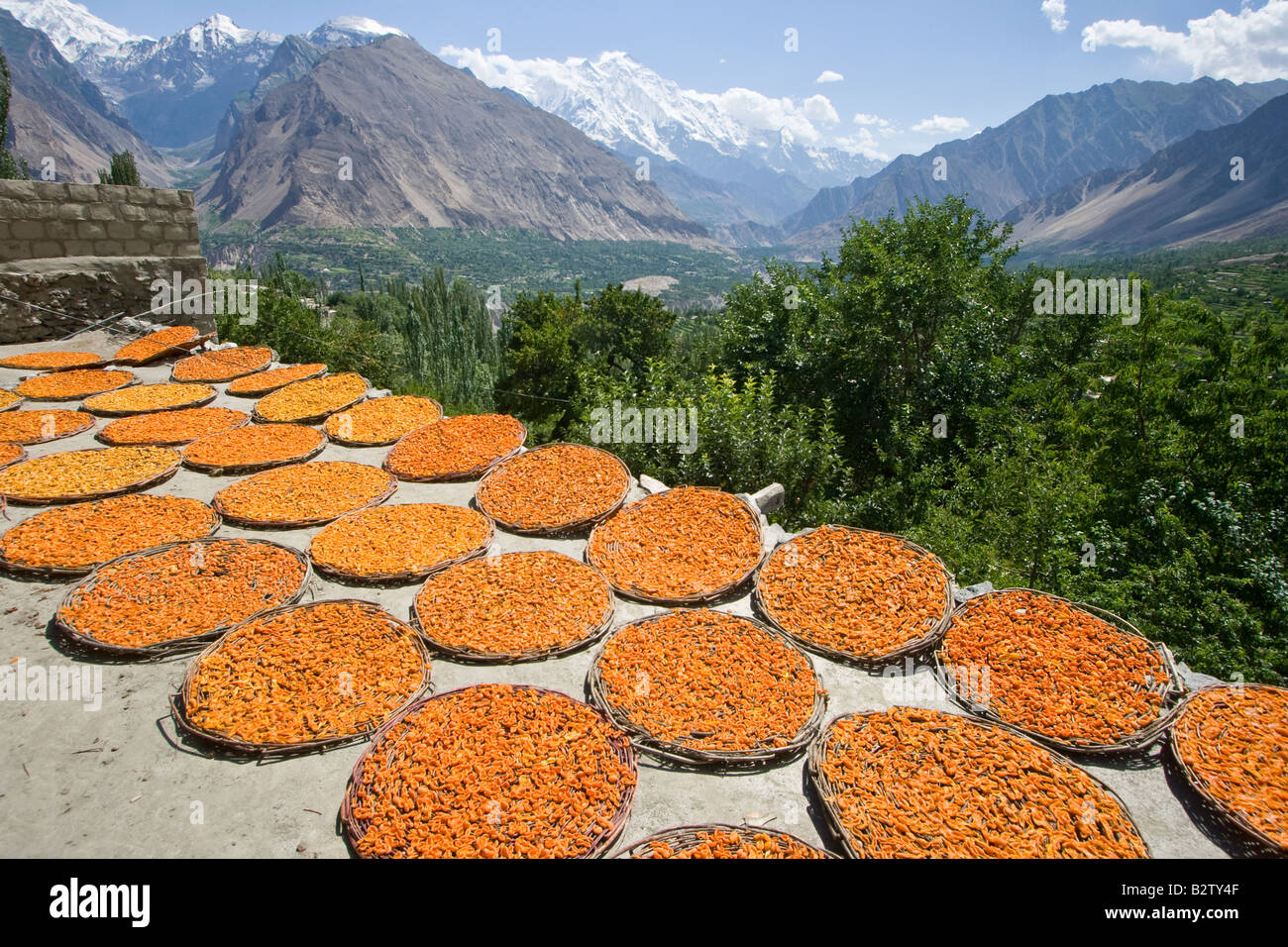 Aprikosen im Hunza-Tal in Karimabad im Norden Pakistans trocknen Stockfoto