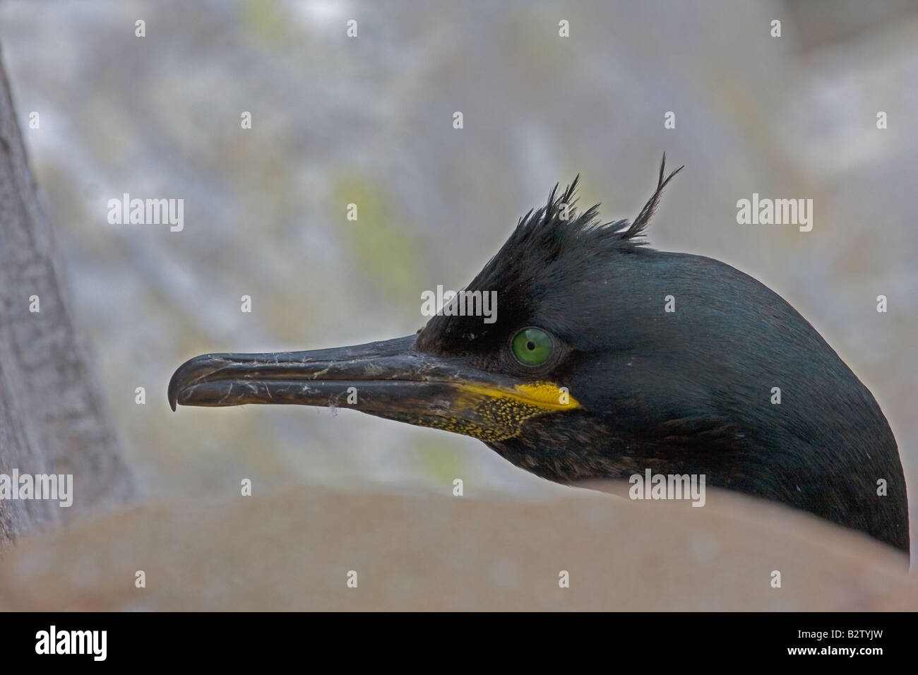 SHAG PHALACROCORAX ARISTOTELIS KOPFSCHUSS Stockfoto