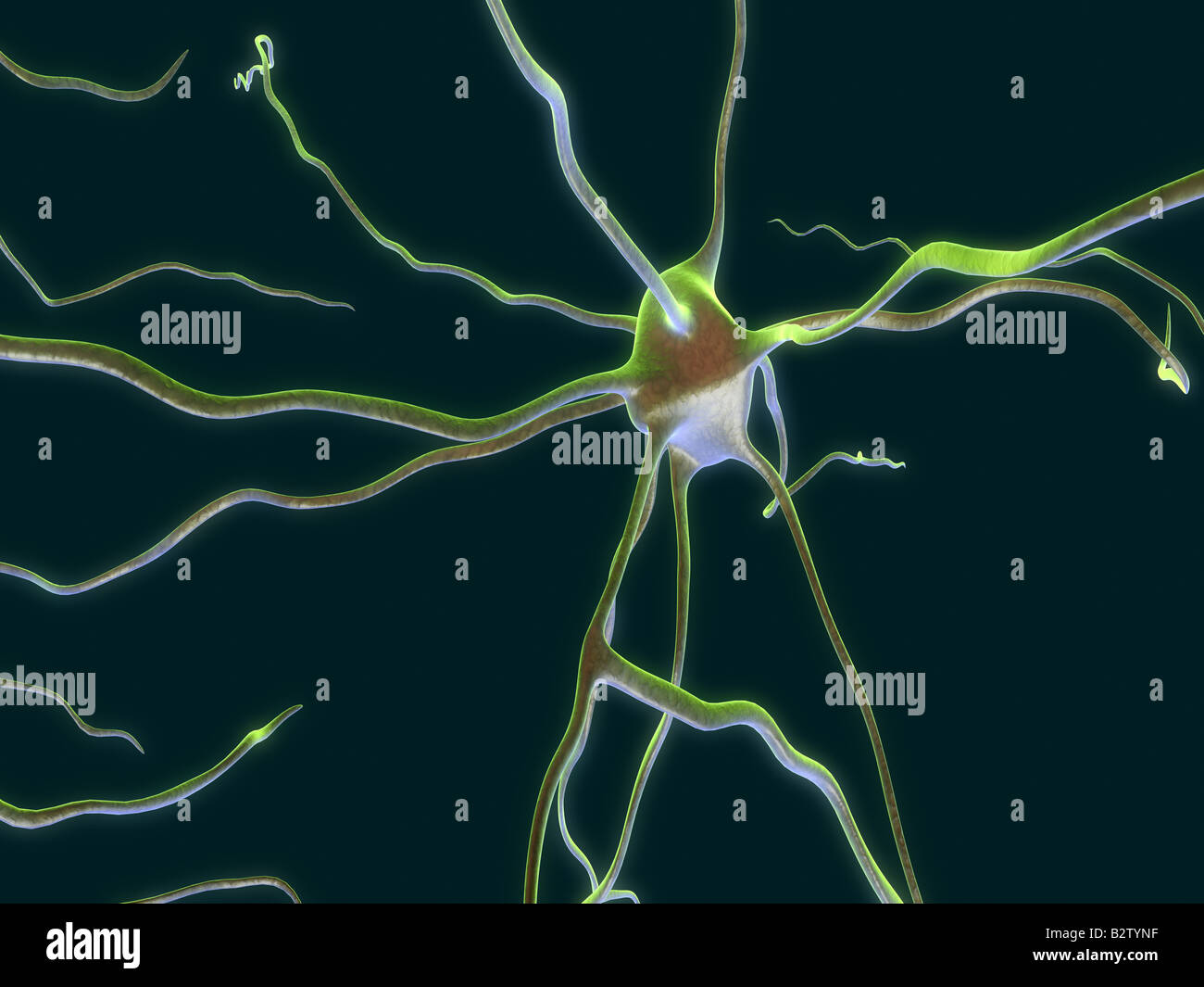 Neuron Zelle Stockfoto
