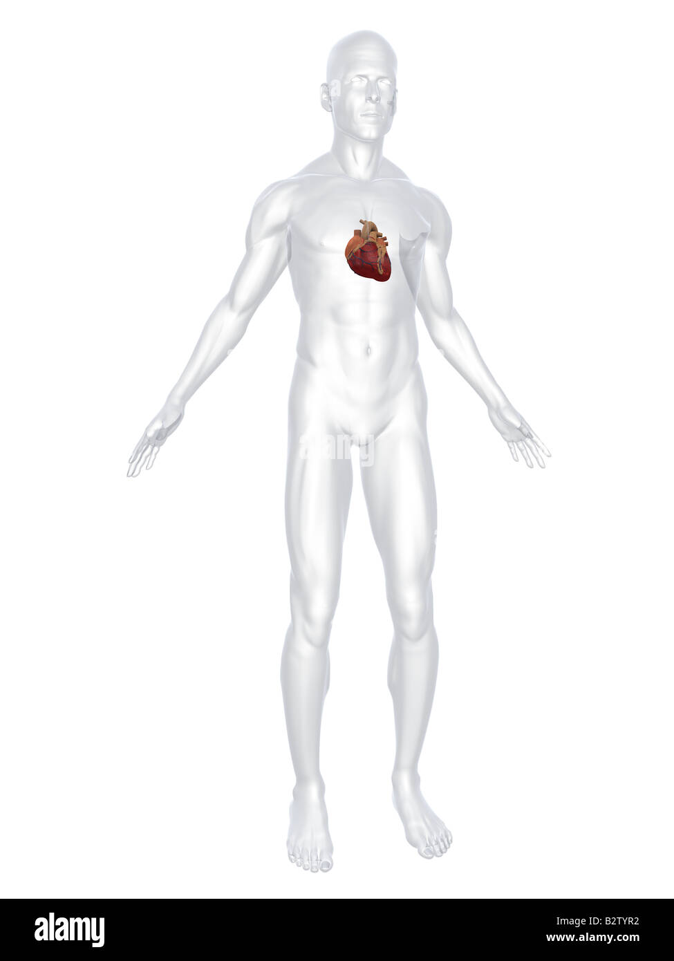 menschliches Herz Stockfoto