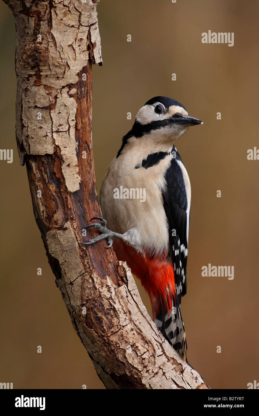 Buntspecht, Dendrocopos major, UK. Stockfoto