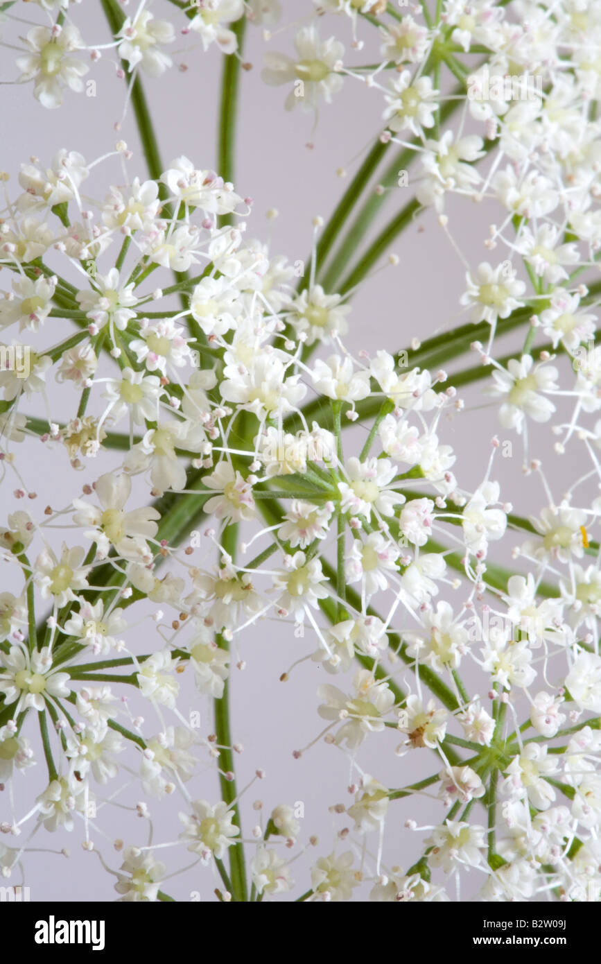 Nahaufnahme von wilden Kerbel (Anthriscus Sylvestris) Stockfoto