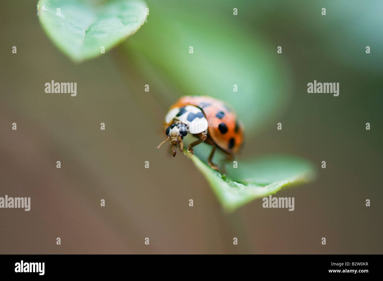 Harlekin-Marienkäfer auf eine Pflanze Blatt sitzen. UK Stockfoto