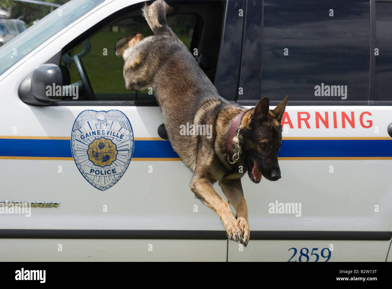 K 9 Polizist Grady verlässt Kreuzer bei Polizei K 9-Demo an fair Gainesville Florida Stockfoto