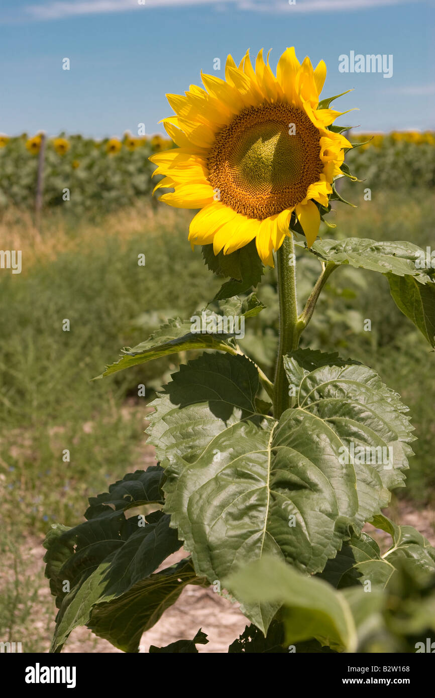 Sonnenblume Hochformat Stockfoto