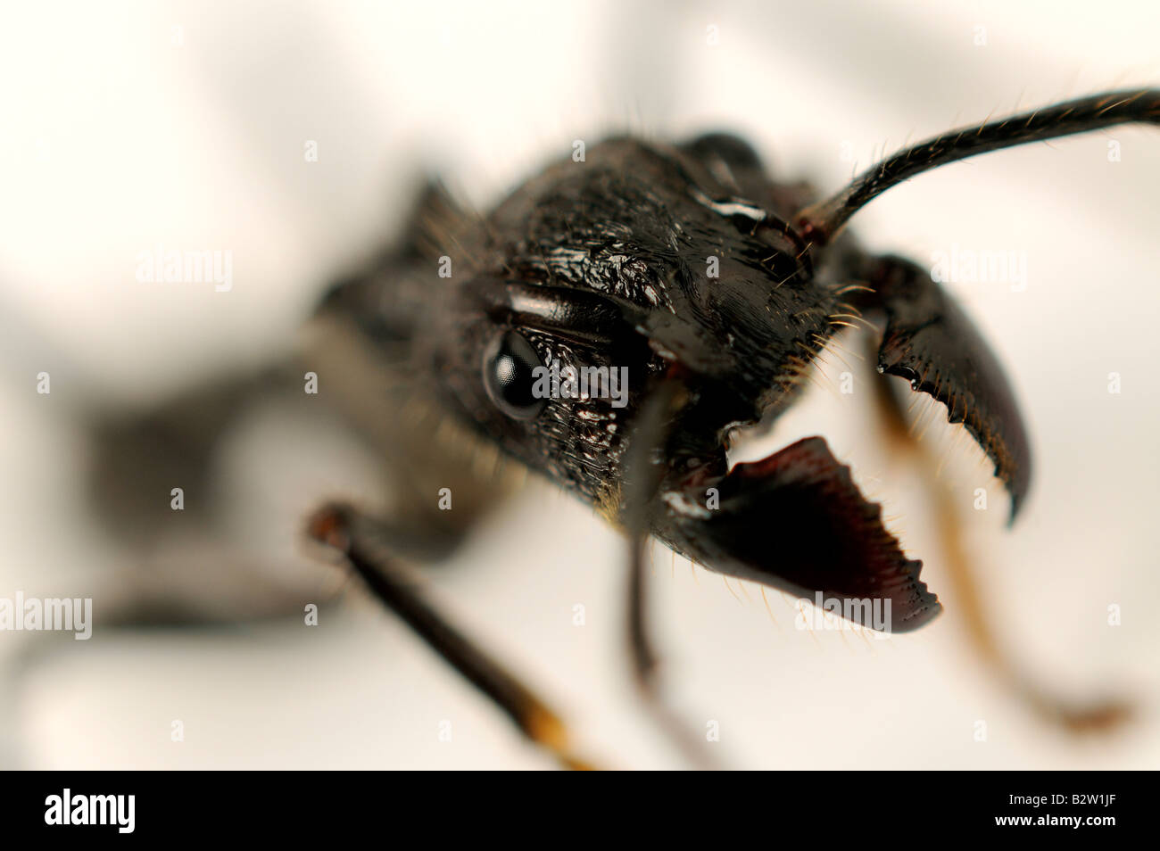Isula oder Bullet Ant Paraponeragroße clavata Stockfoto