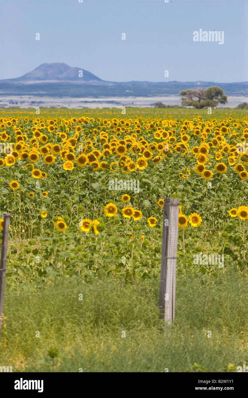 Sonnenblume-Plantage in Cordoba, Argentinien (Hochformat) Stockfoto