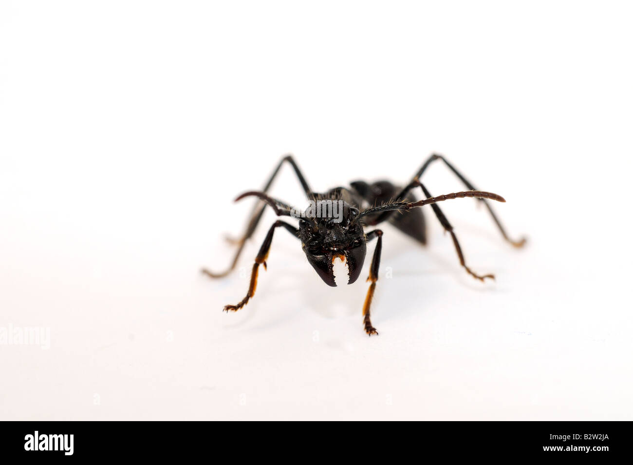 Isula oder Bullet Ant Paraponeragroße clavata Stockfoto