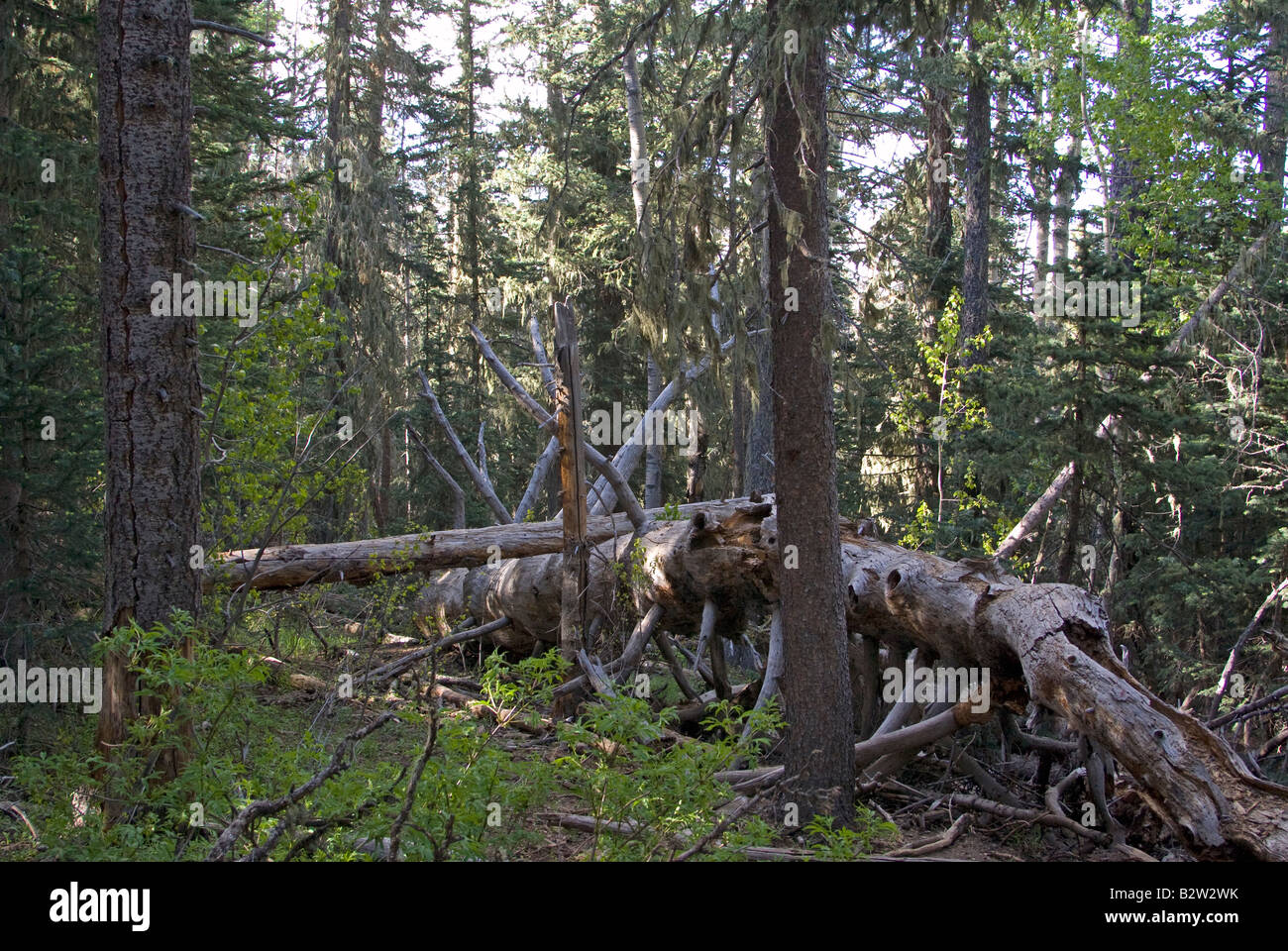 Eine ruhige und friedliche Nachmittag Wald Szene am Sandia Peak, im Cibola National Forest Stockfoto