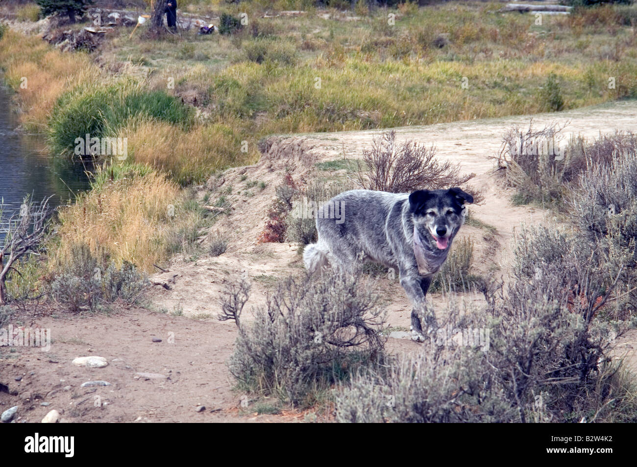 Big Black And White Eckzahn Hund auf dem Land Stockfoto