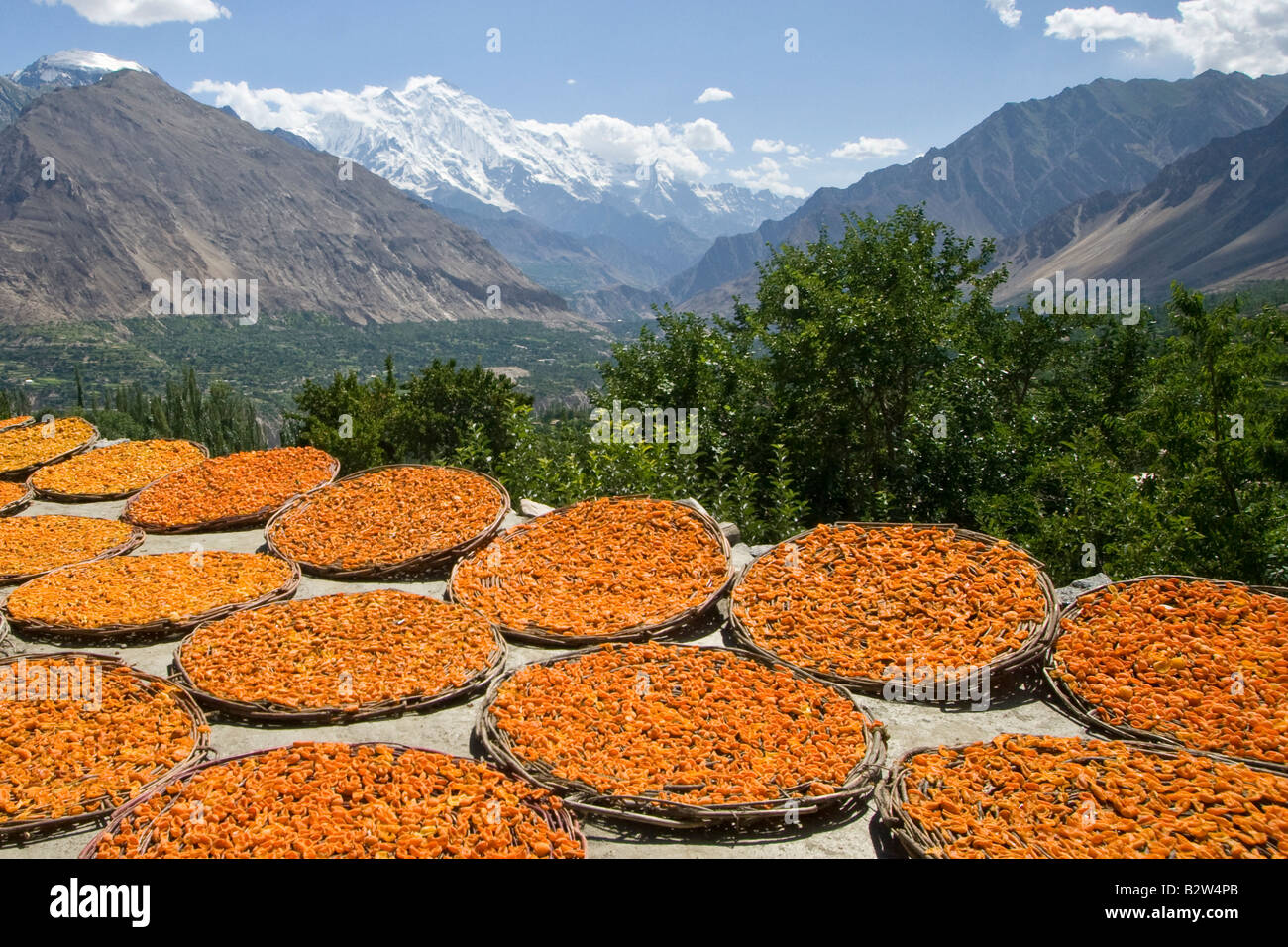 Aprikosen im Hunza-Tal in Karimabad im Norden Pakistans trocknen Stockfoto