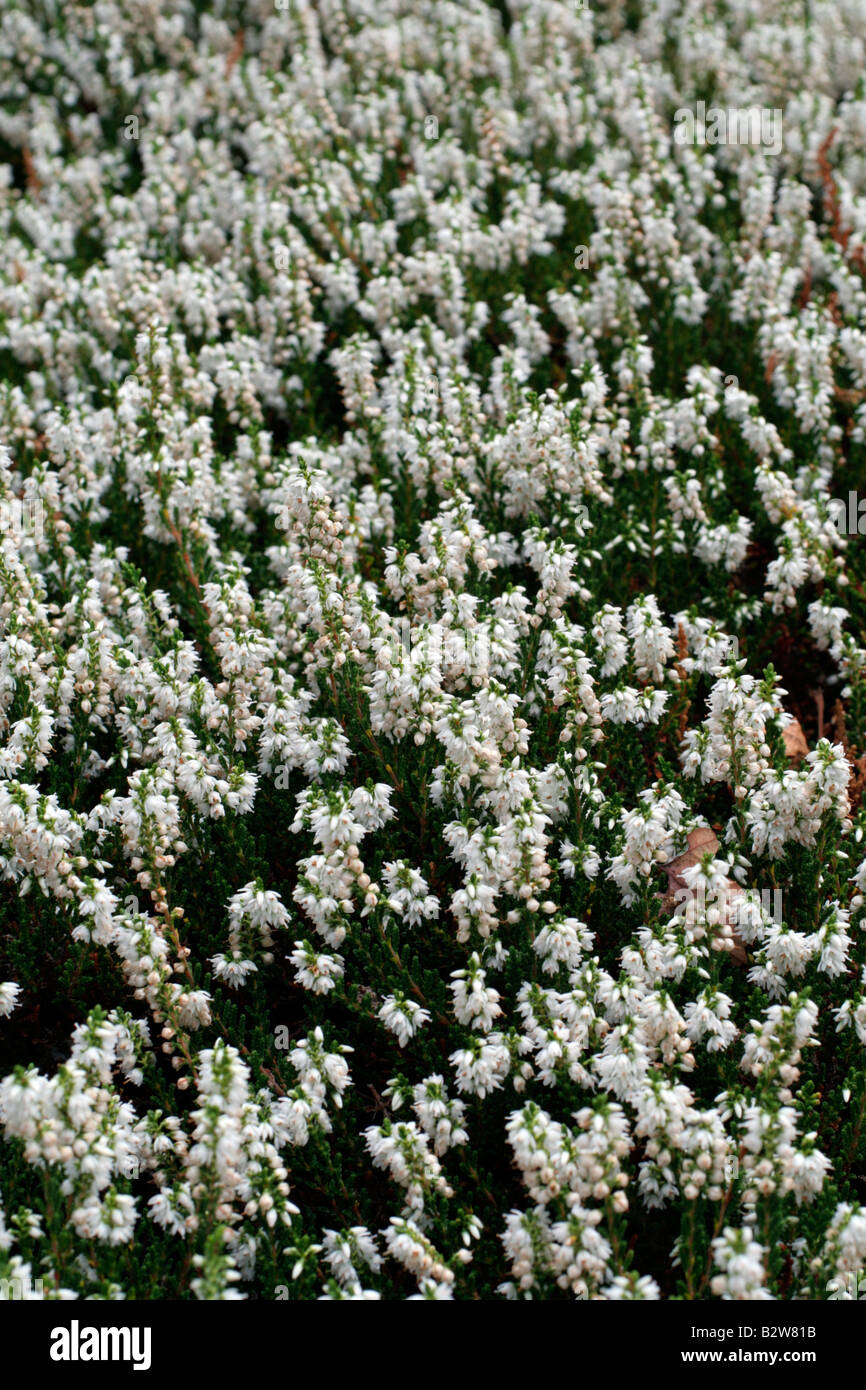 CALLUNA VULGARIS SCOTCH NEBEL Stockfoto