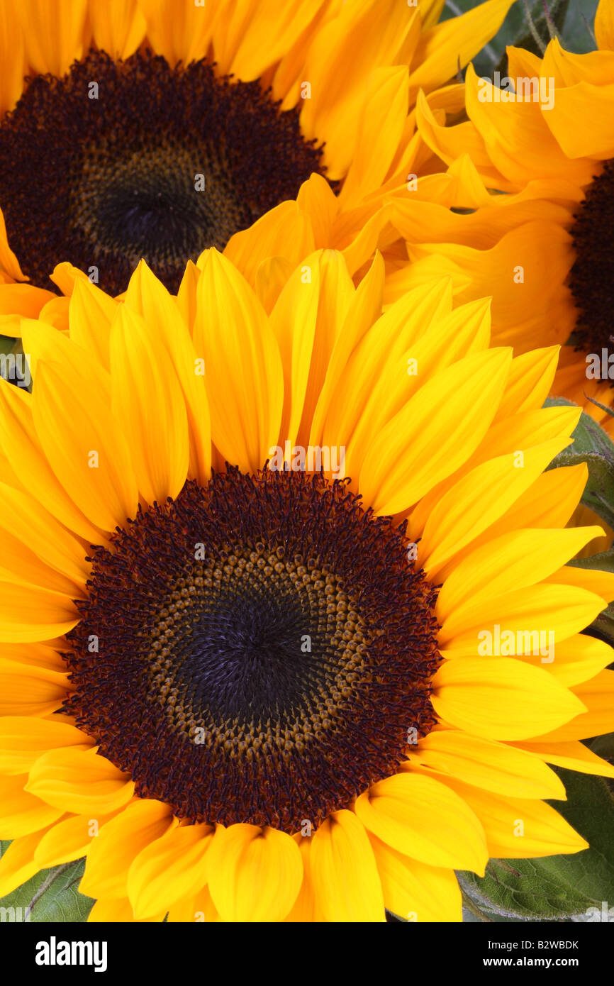 Sonnenblumen, Helianthus annuus Stockfoto