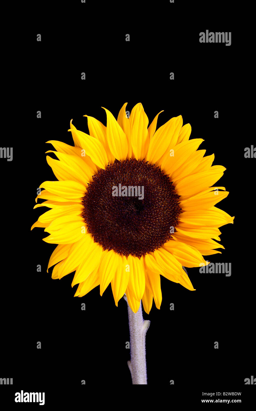 Sonnenblume, Helianthus Annuus, schwarzer Hintergrund Stockfoto