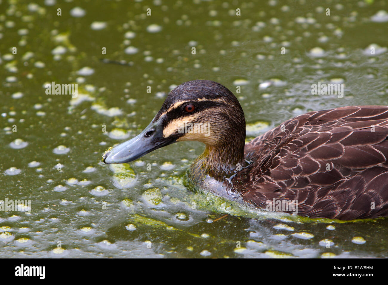 Ente im Teich schwimmen bedeckt in Blaualgen Stockfoto