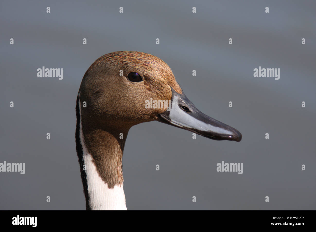 Nördlichen Pintail, Anas Acuta, Nahaufnahme des Kopfes der männliche Ente Stockfoto