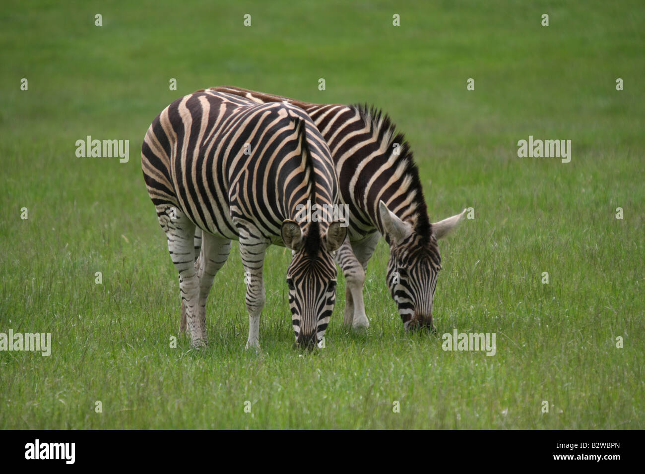 Zebras Stockfoto