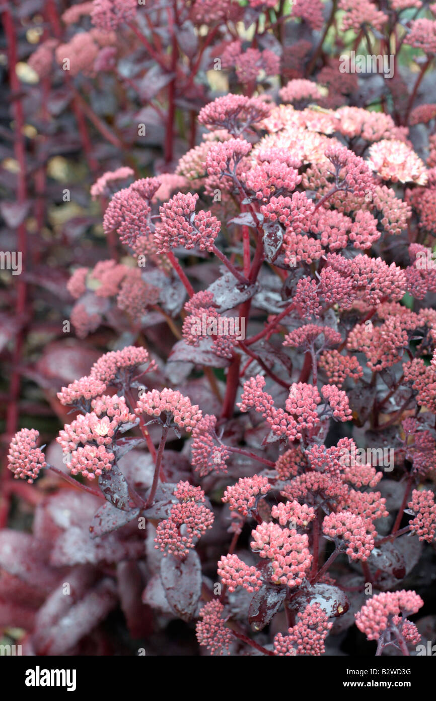 SEDUM SCHWARZ KAISER Stockfoto