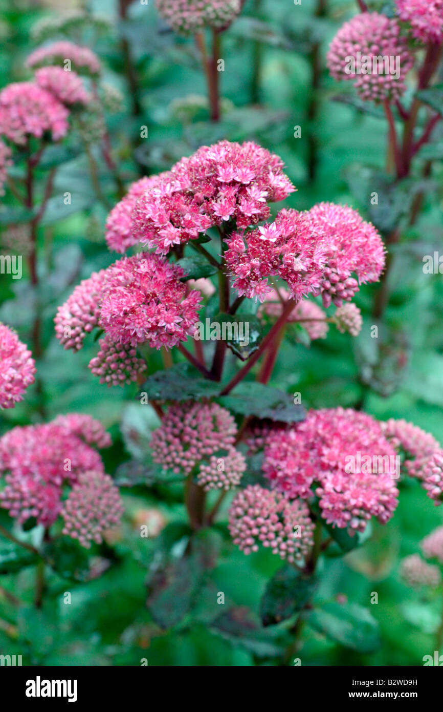 SEDUM TELEPHIUM JENNIFER Stockfoto