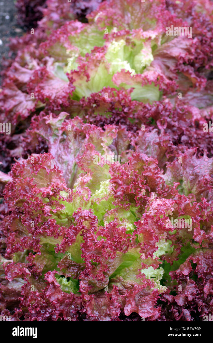KOPFSALAT LOLLO ROSSO Stockfoto