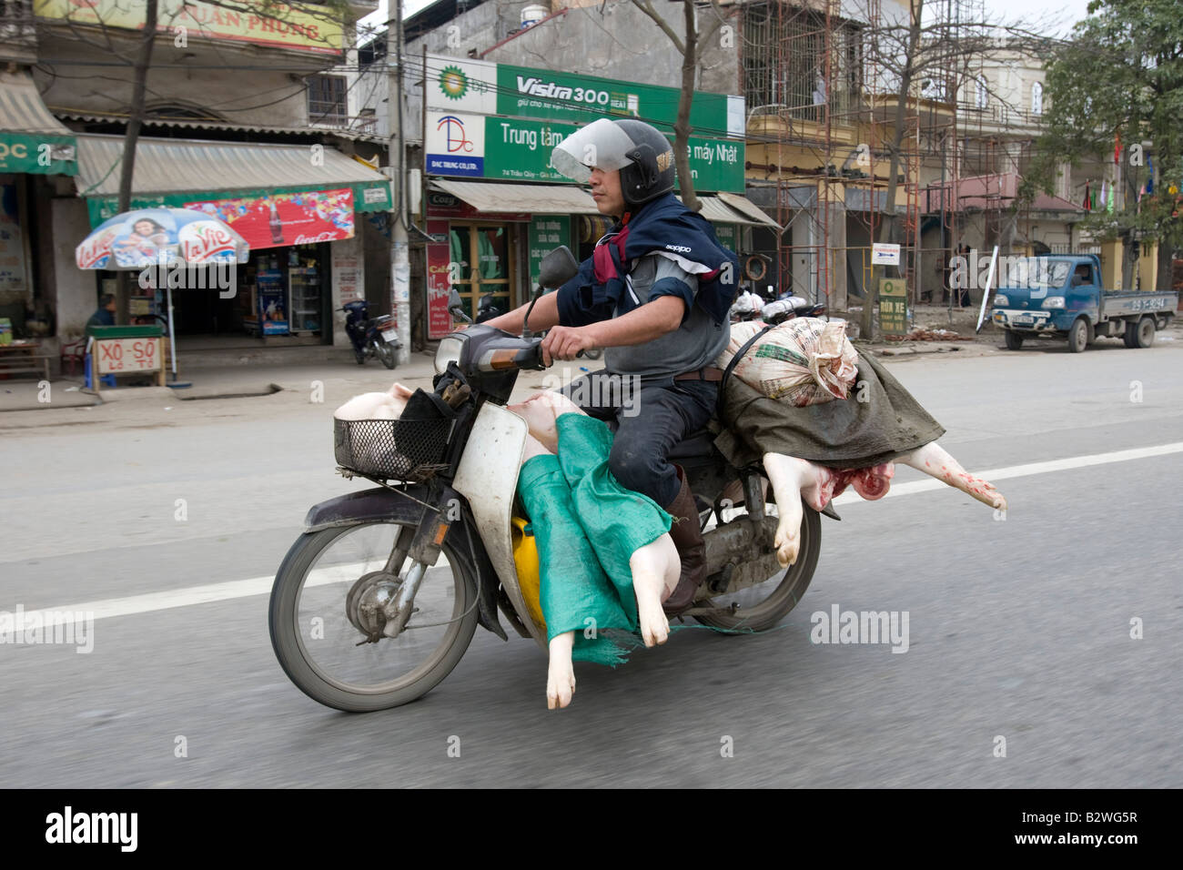 Schwein Auf Motorrad Stockfotos und -bilder Kaufen - Alamy