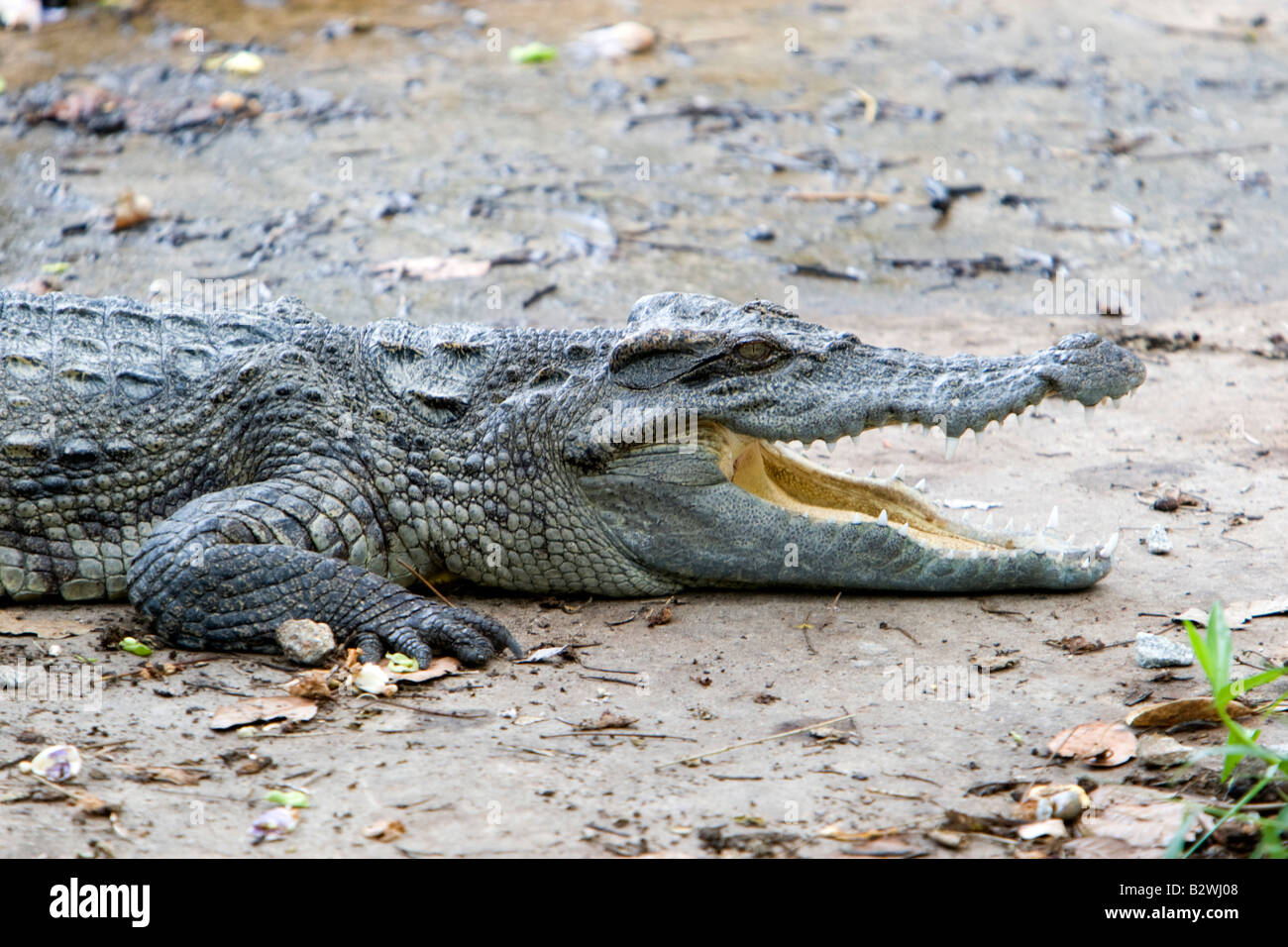 Captive Krokodil Krokodil-Farm und Freizeitpark Insel Phu Quoc Vietnam Stockfoto