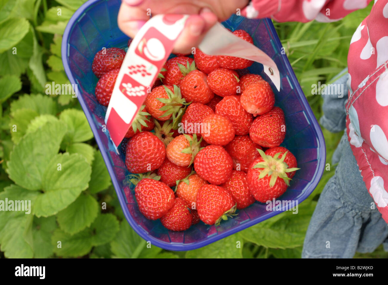 Körbchen Erdbeeren Stockfoto