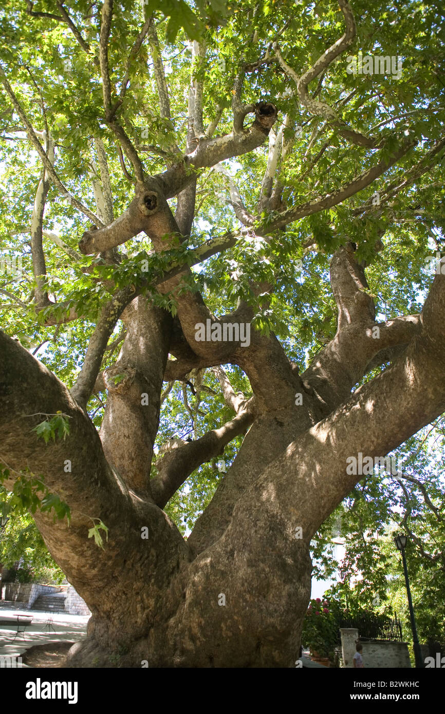 Griechenland Thessalien Pelion Tsagarada alte Platane Stockfoto