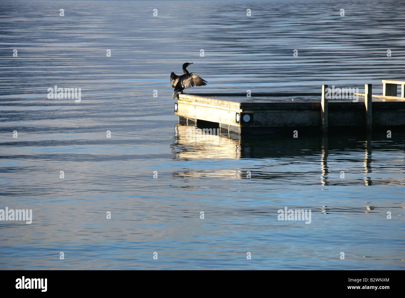 Ein schwarzer Shag trocknet sein Gefieder am Lake Rotoiti im Nelson Lakes National Park in der Nähe von St. Arnaud, Südinsel, Neuseeland Stockfoto
