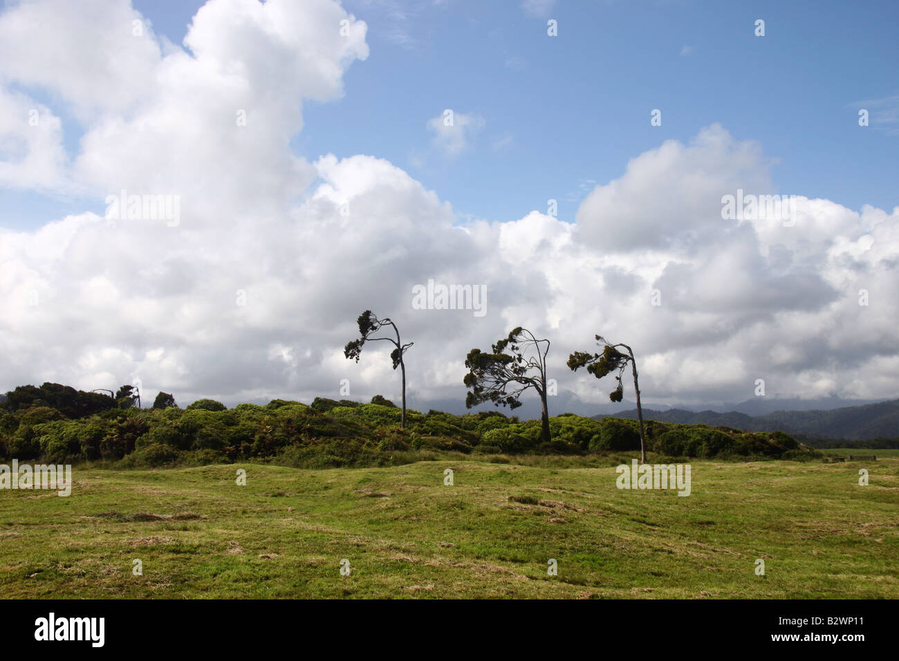Windgepeitschten Totara Bäume in Karamea an der wilden Westküste der Südinsel, Neuseeland Stockfoto