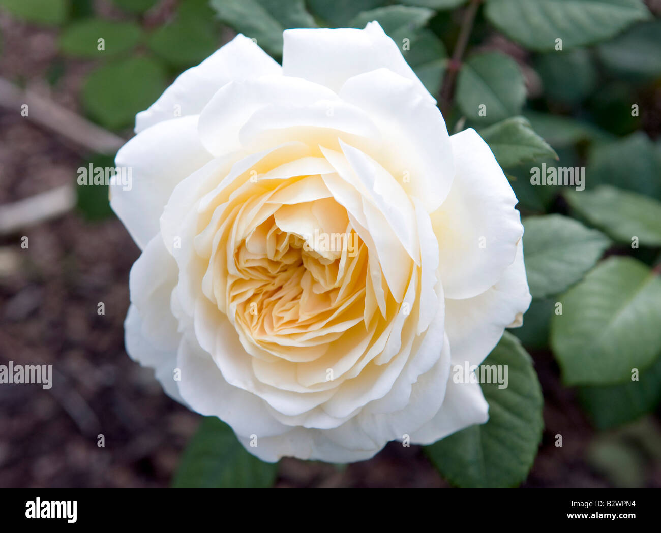 Rosa 'Crocus Rose' Ausquest Stockfoto
