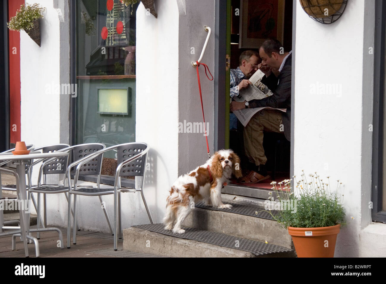 Einheimischen genießen das Wochenende Papiere in einem Café, während ein Hund zu warten, denn es hat Besitzer außerhalb in Reykjavík, Island Stockfoto