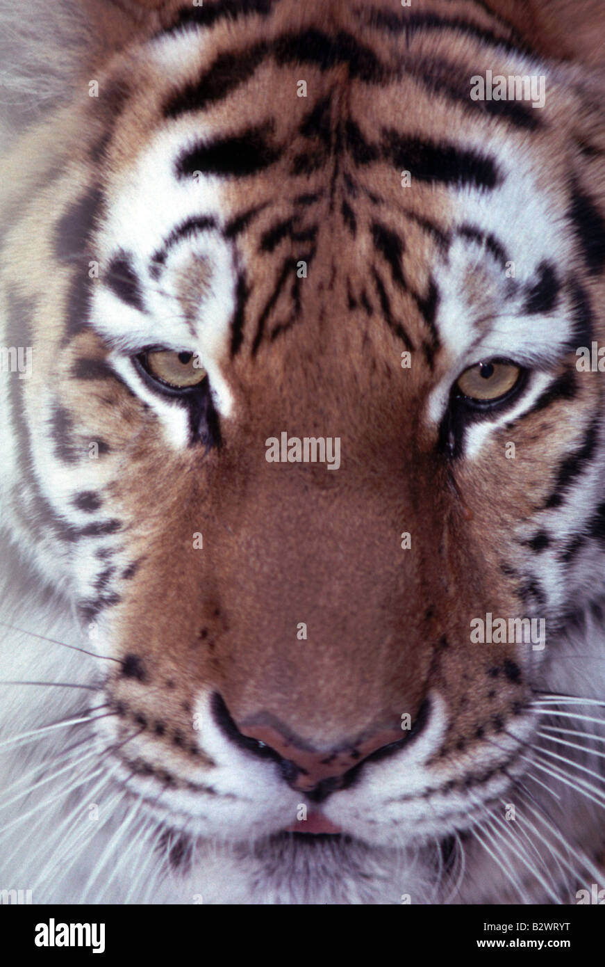 Tiger in Philadelphia ZOO Stockfoto