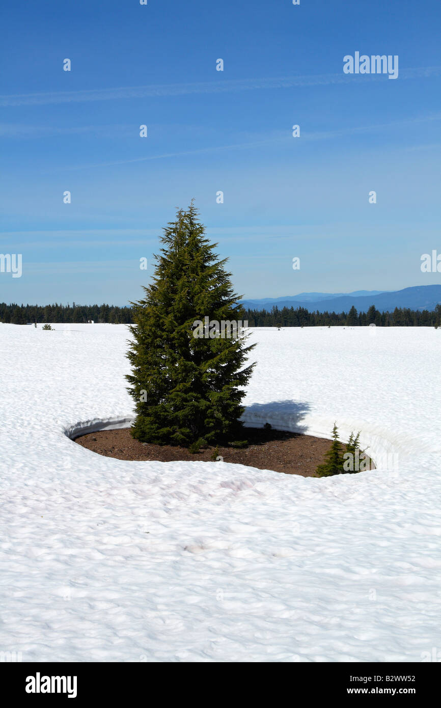 einzigen Baum im Schnee Stockfoto