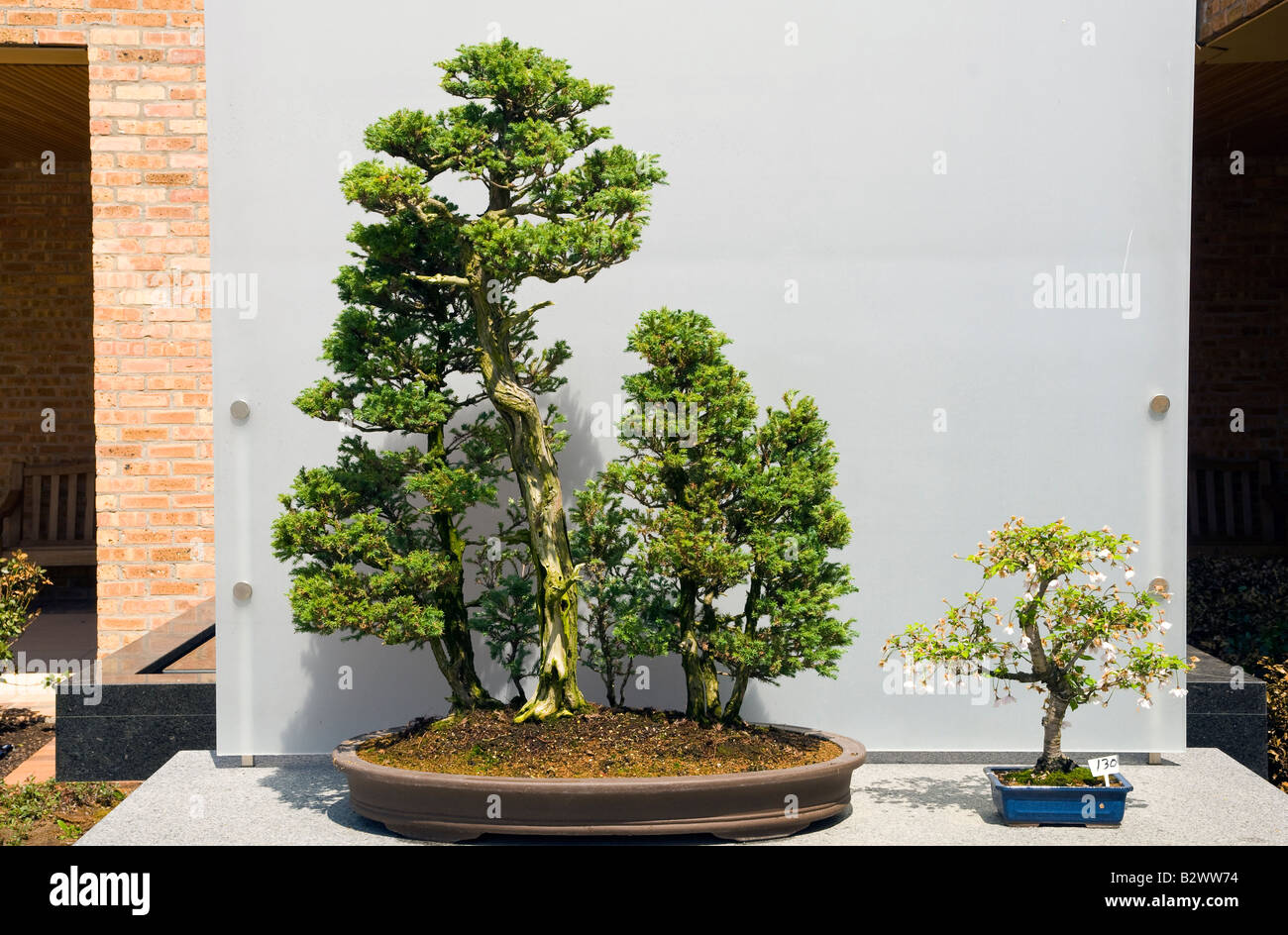 Boulevard zypresse bonsai -Fotos und -Bildmaterial in hoher Auflsung   Alamy