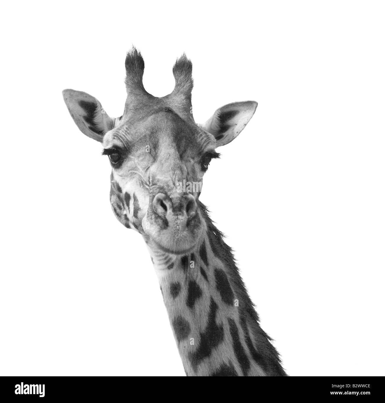Schwarz / weiß Giraffe Porträt Kenia Afrika Stockfoto