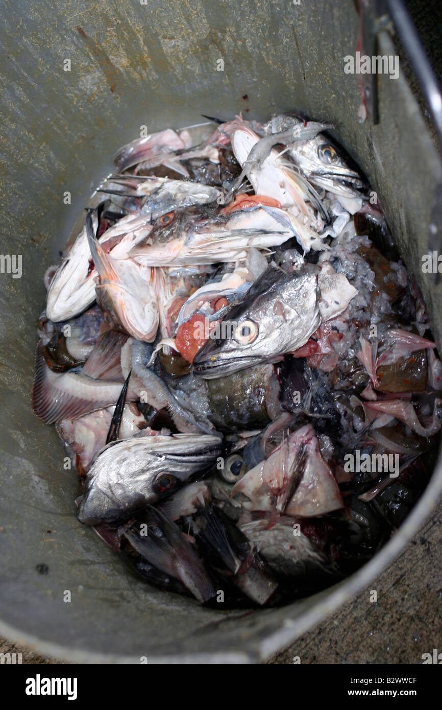 Fisch-Kopf und Eingeweide der Fische in einem Eimer Stockfoto