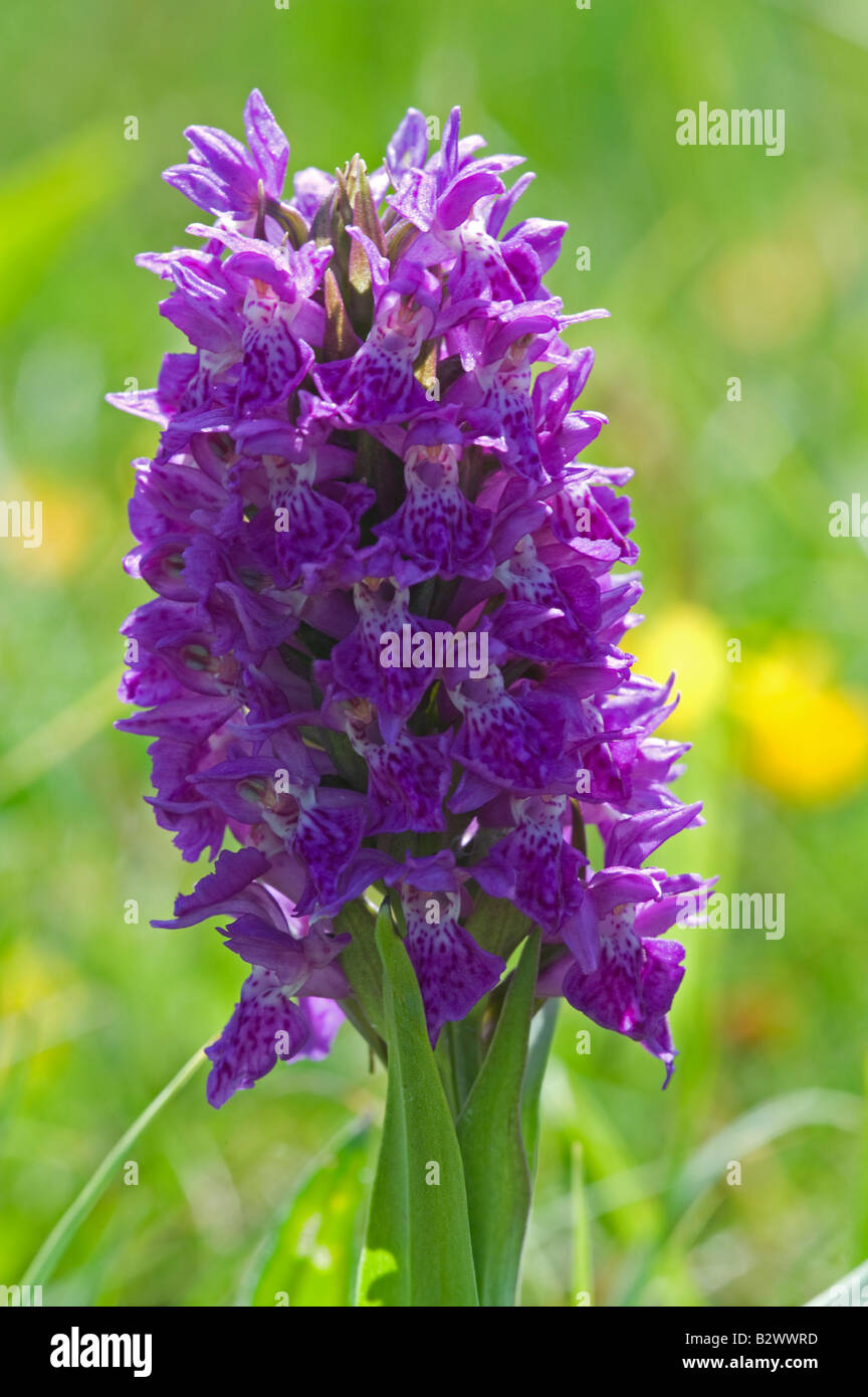 Nördlichen Marsh Orchidee Dactylorhiza purpurella Stockfoto