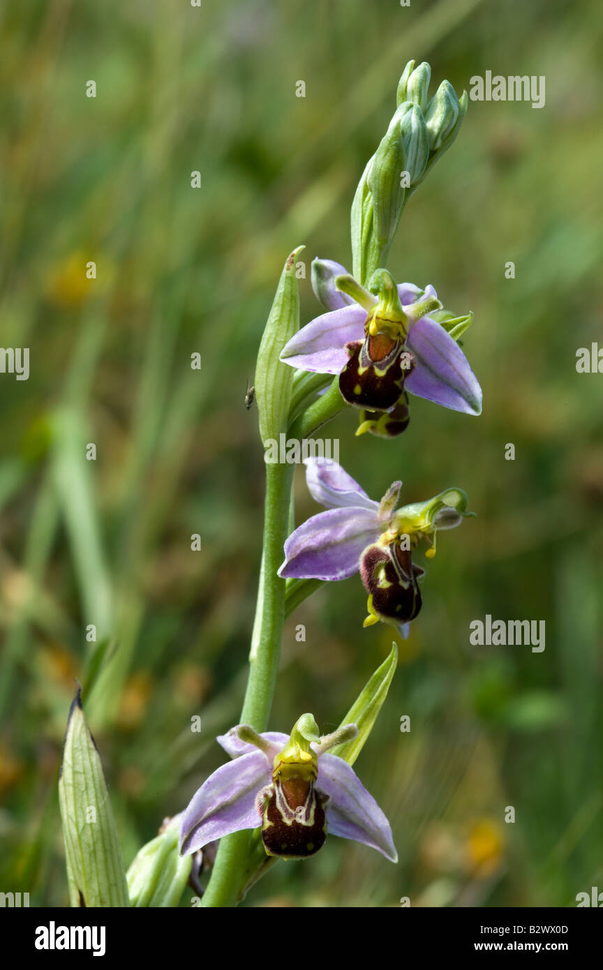 Biene Orchidee Ophrys Apifera Blütenstand Stockfoto