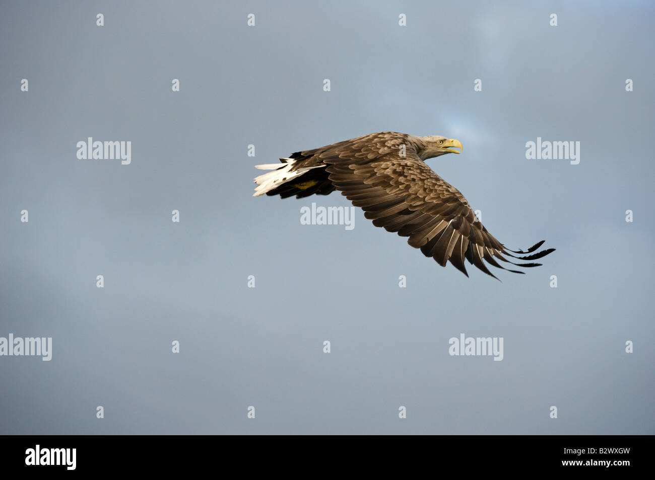 White tailed Eagle Haliaetus Horste Erwachsene im Flug Stockfoto