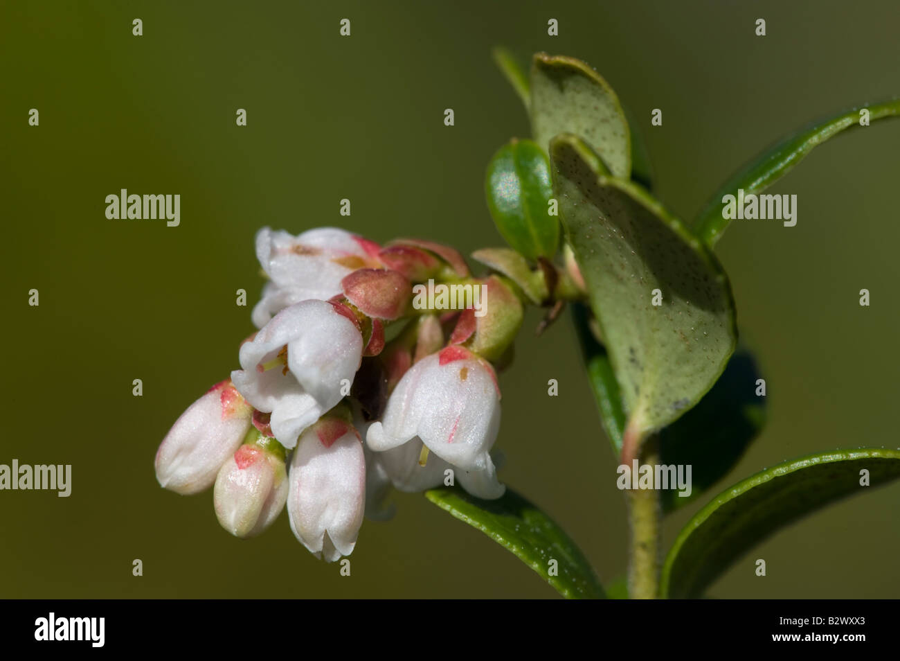 Preiselbeere Vaccinium Vitis Idaea Blume detail Stockfoto