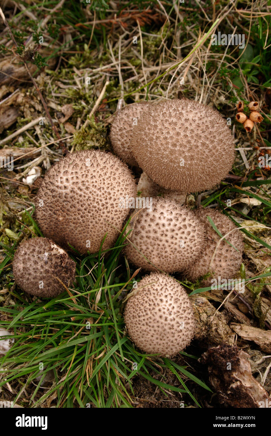 Altrosa Puffball Lycoperdon hier UK Stockfoto