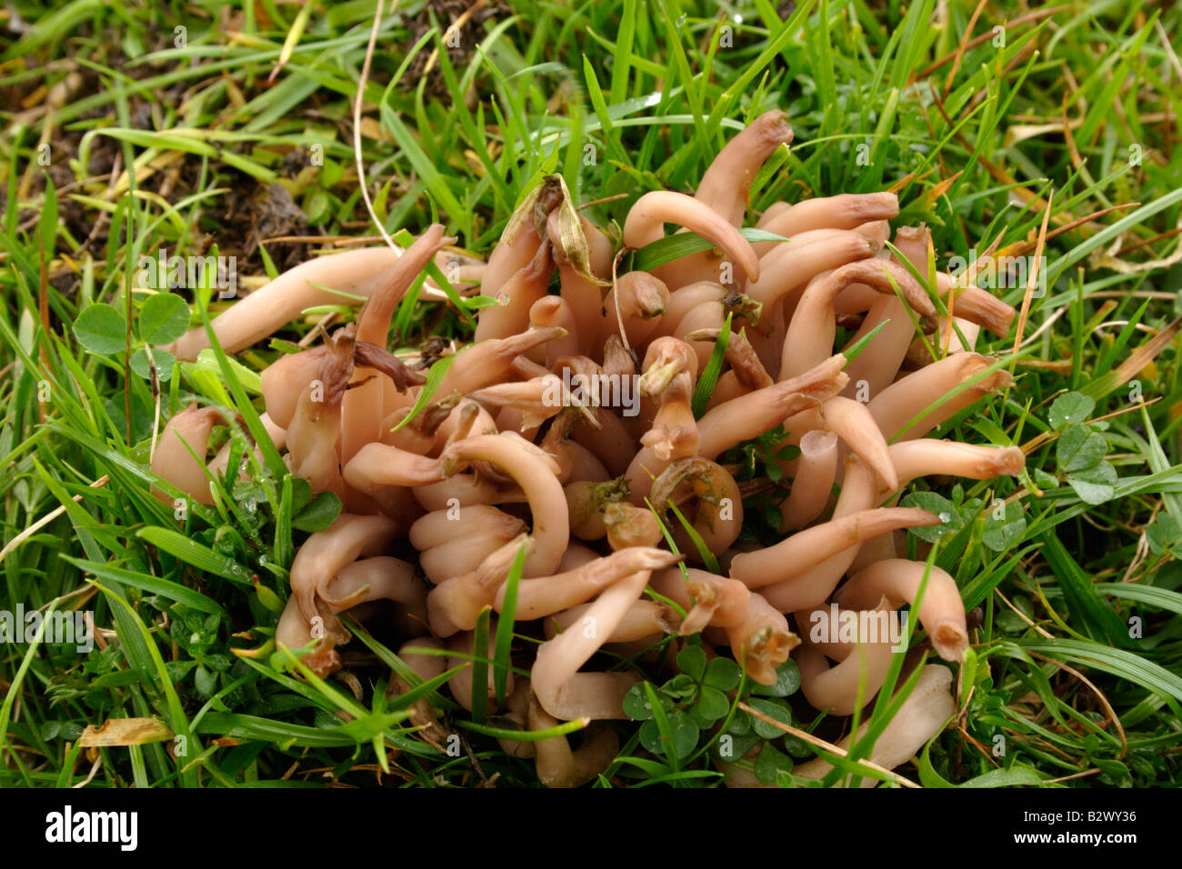 Rauchigen Spindeln Pilz Clavaria Fumosa auf Moorland UK Stockfoto