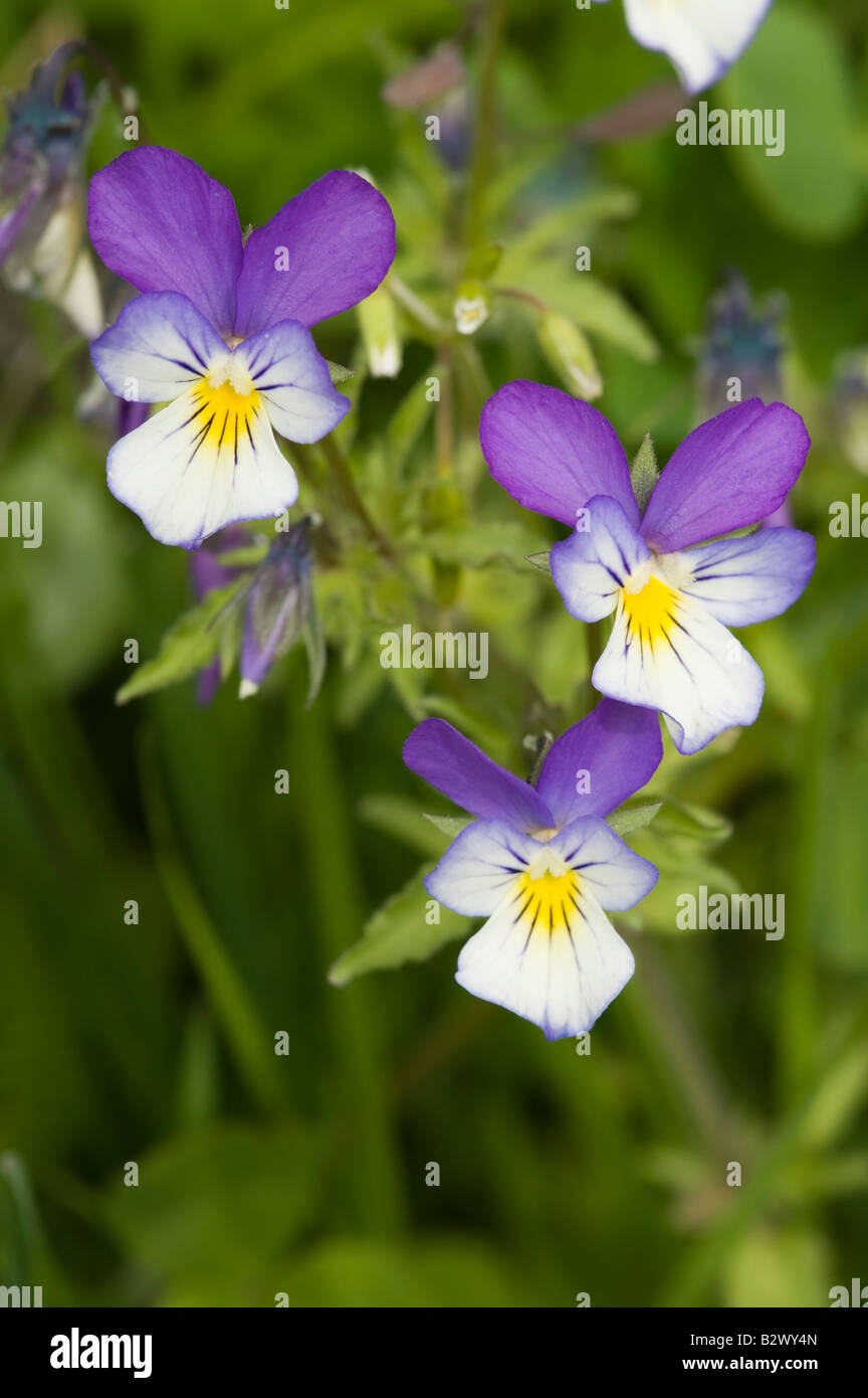 Wilde Stiefmütterchen Viola Tricolor drei fliowers Stockfoto