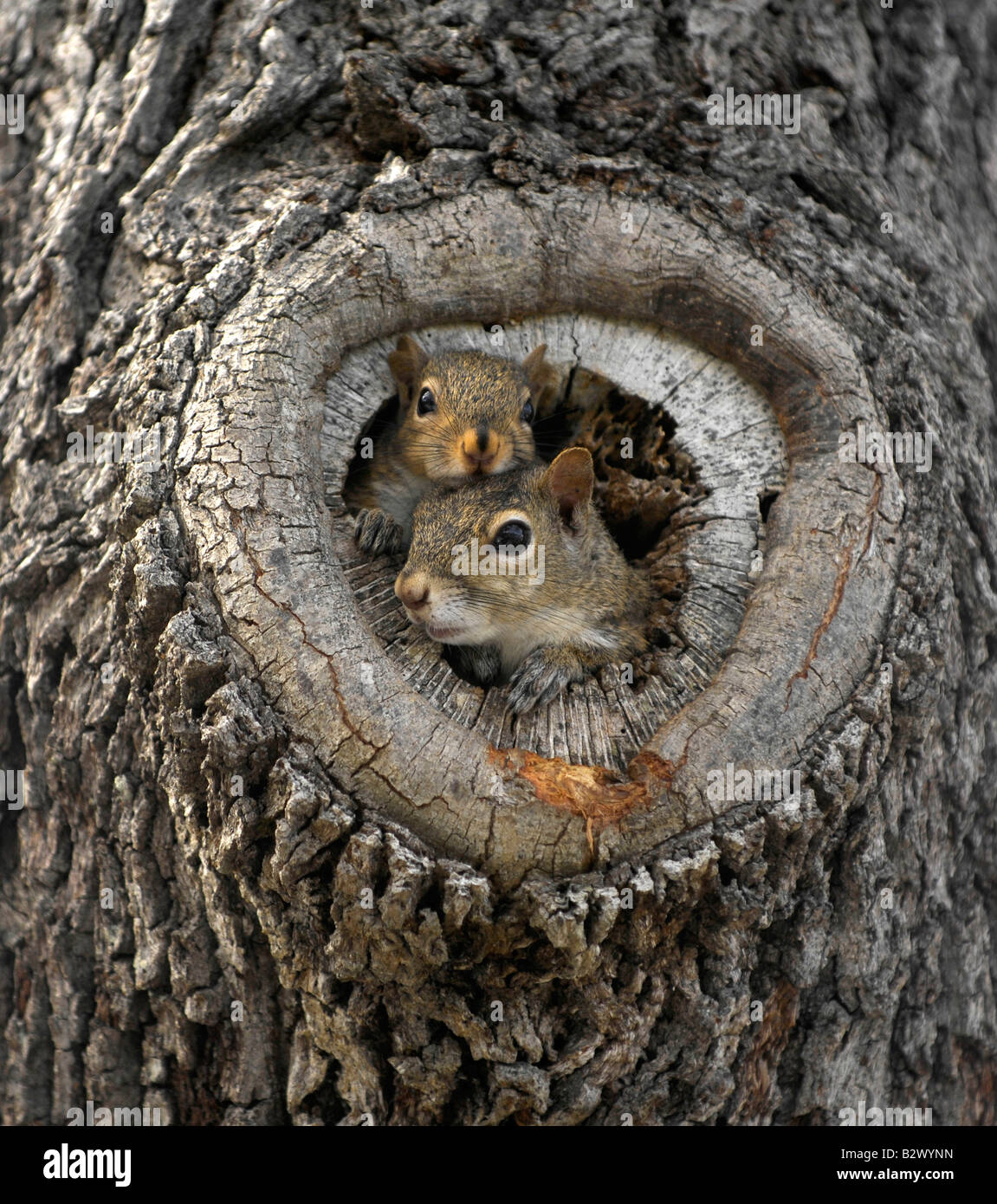 Mutter und Kind graue Eichhörnchen im nest Stockfoto