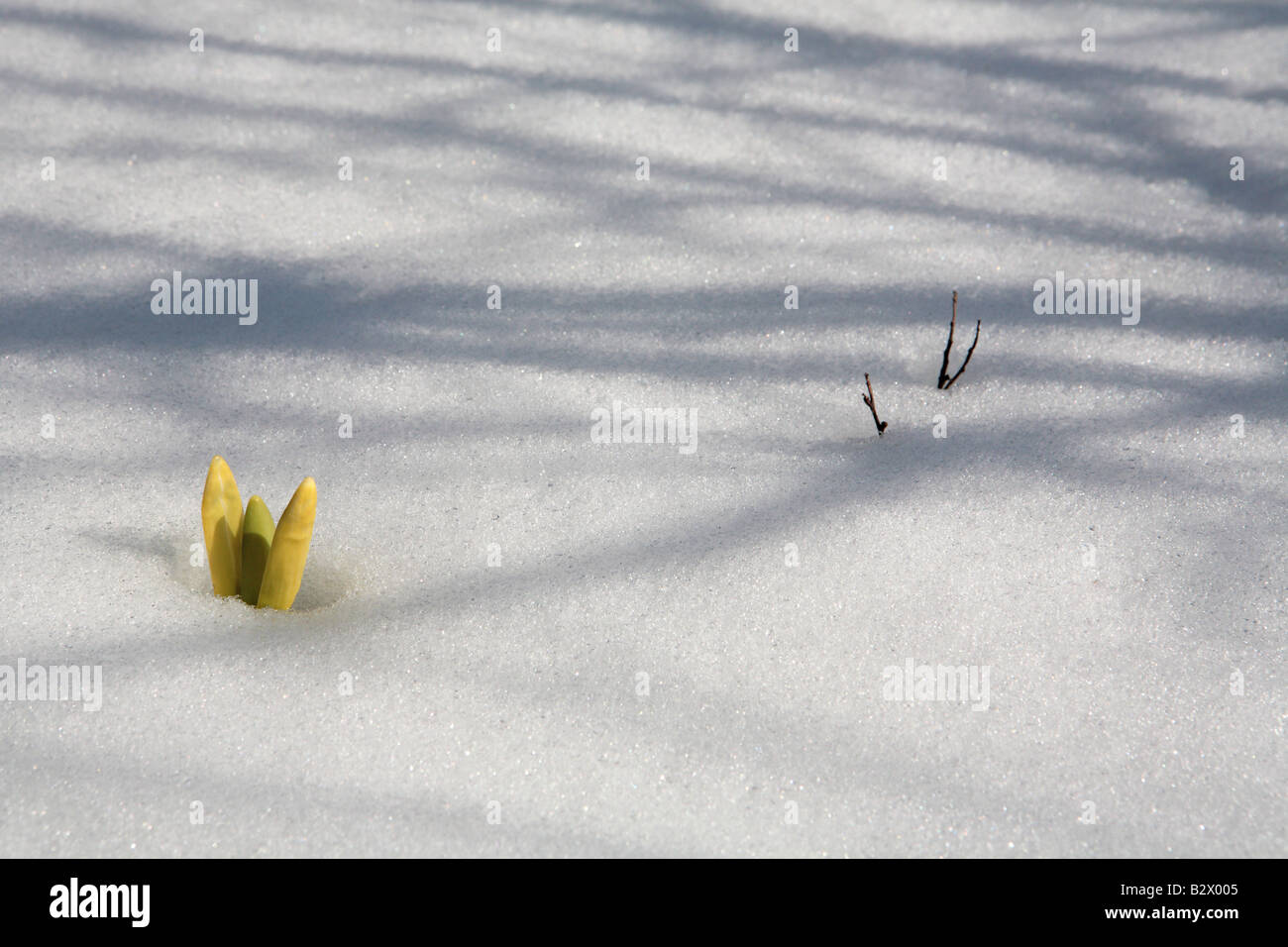 ERSTEN KROKUS DURCH ZEITIGEN FRÜHJAHR WÄCHST DIE SCHNEEDECKE IM NORDEN VON ILLINOIS USA Stockfoto